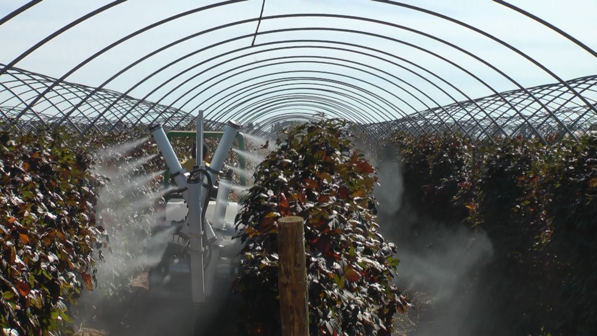 OnTarget tower sprayer treating cane berries inside a hoop house