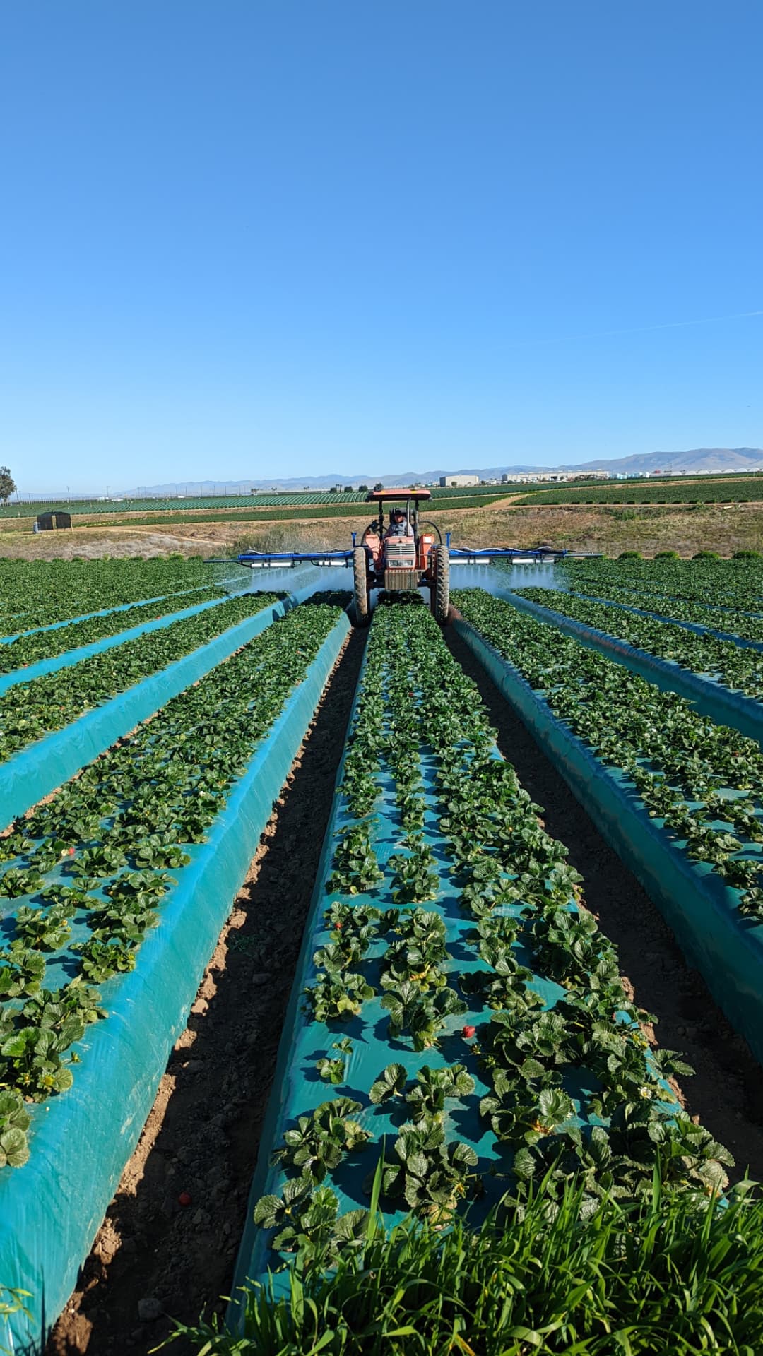 OnTarget three-row boom sprayer treating strawberry beds in an open field