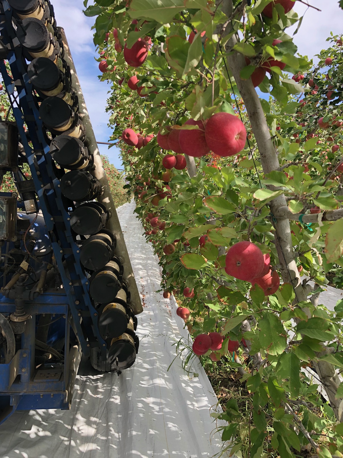 OnTarget spray manifolds applying alongside a trellised apple canopy in full fruit