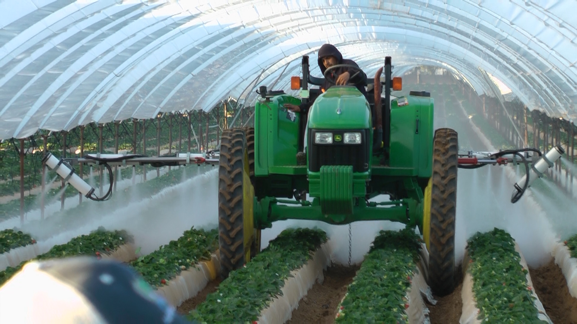 OnTarget multi-row sprayer treating strawberry beds inside a plastic hoop house